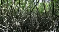 Mangrove Forest jungle center HD Footage