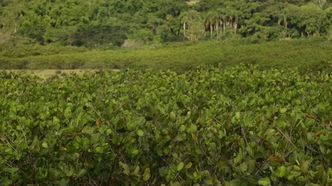 Mangrove forest leaves bouncing with the wind Stock Footage 90970797