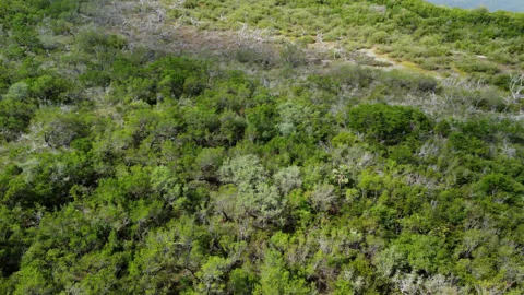 Mangrove forest with lots of dead Mangroves drone shot Fl Keys Stock Footage 344008351