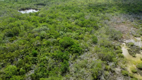 Mangrove forest with lots of dead Mangroves drone shot two Fl Keys Stock Footage 344008358