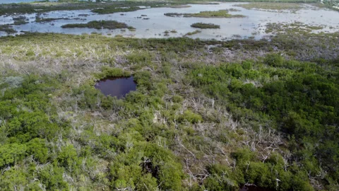 Mangrove forest with lots of dead Mangroves ten drone shot Fl Keys Stock Footage 344008374