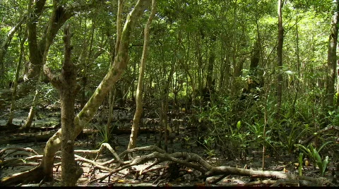  Mangrove forest at low tide Video stock 523994