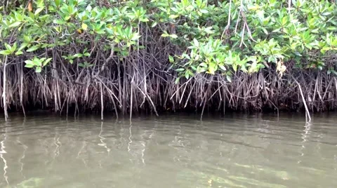 Mangrove forest in Malaysia Stock Footage 49792800