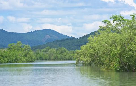 Mangrove forest in Myanmar Stock Photos