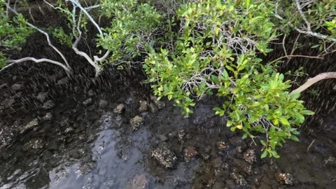Mangrove Forest in Nambucca, NSW Vídeo Stock 301157728