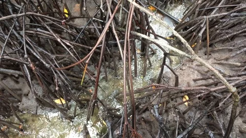 Mangrove forest on the nature Stock Footage 121783011