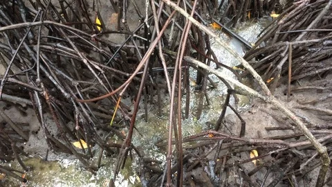 Mangrove forest on the nature Stock Footage 121783043