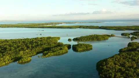 Mangrove forest in Olango Island. Lapu-Lapu, Philippines. Stock Footage 278411399