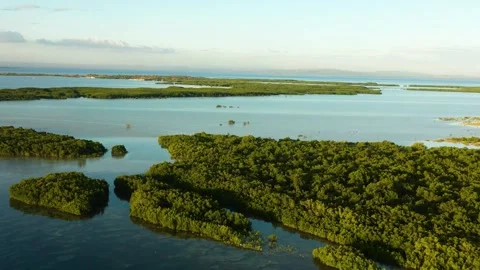 Mangrove forest in Olango Island. Lapu-Lapu, Philippines. Stock Footage 284431205