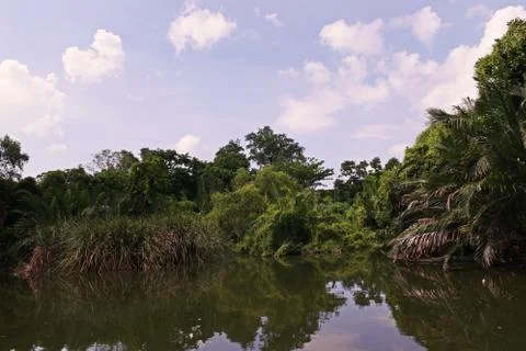 Mangrove forest or intertidal forest Stock Photos