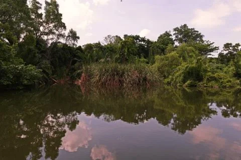 Mangrove forest or intertidal forest Stock Photos