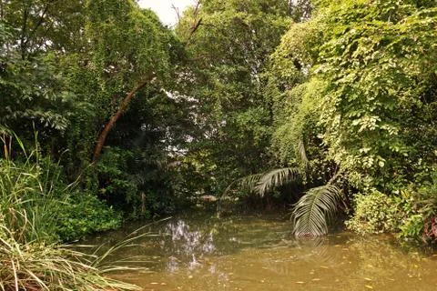 Mangrove forest or intertidal forest Stock Photos