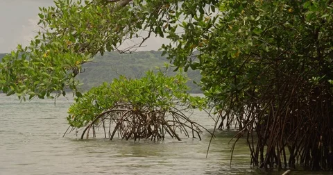 Mangrove forest by the Pacific Ocean. Beach. Costa Rica. Red Digital cinema.  Stock Footage 82401716