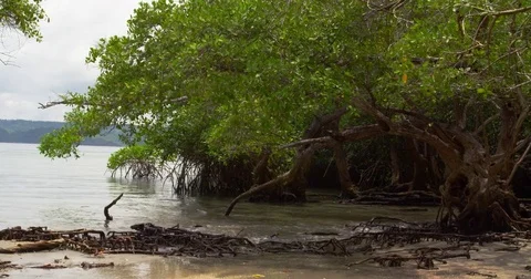 Mangrove forest by the Pacific Ocean. Beach. Costa Rica. Red Digital cinema.  Stock Footage 82407194