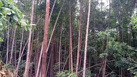Mangrove forest part 1 Stock Footage 240663804