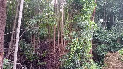 Mangrove forest part 2 Stock Footage 240615504