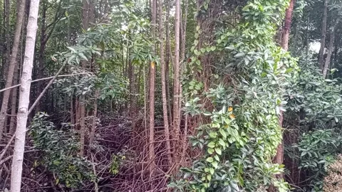 Mangrove forest part 3 Stock Footage 240638222