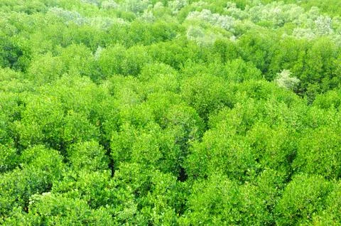 Mangrove forest Stock Photos