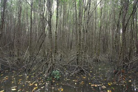 Mangrove forest Foto stock