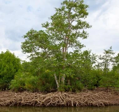Mangrove forest Stock Photos