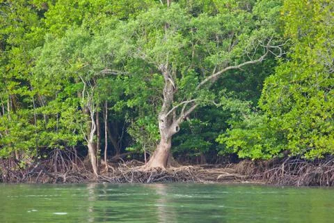 Mangrove forest Stock Photos