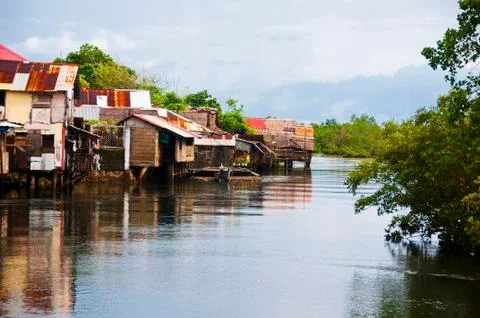 Mangrove forest Stock Photos