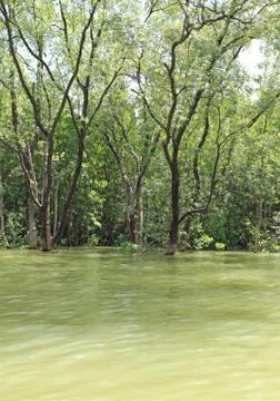 Mangrove forest Stock Photos