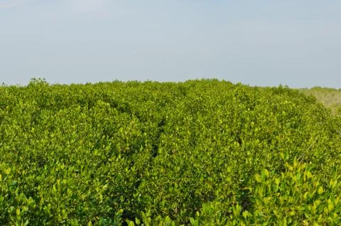 Mangrove forest Stock Photos