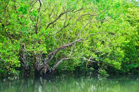Mangrove forest Stock Photos