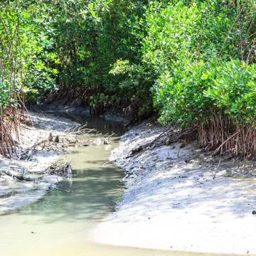 Mangrove forest Stock Photos