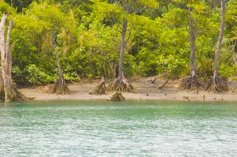 Mangrove forest Foto stock