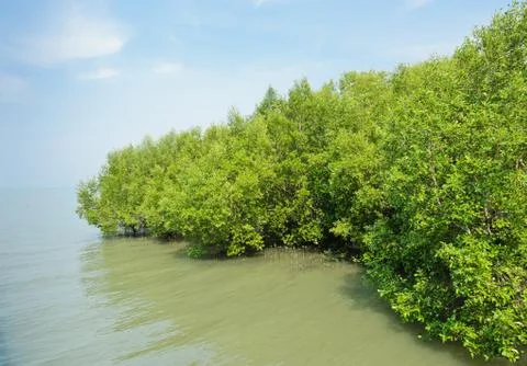 Mangrove forest Stock Photos