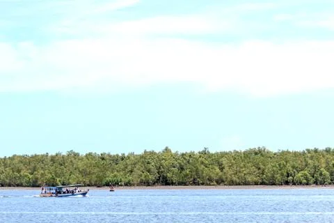 Mangrove forest Stock Photos