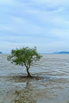 Mangrove forest Stock Photos