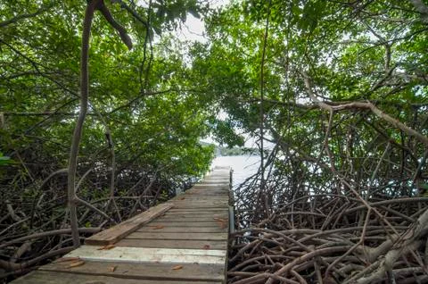 Mangrove forest Stock Photos
