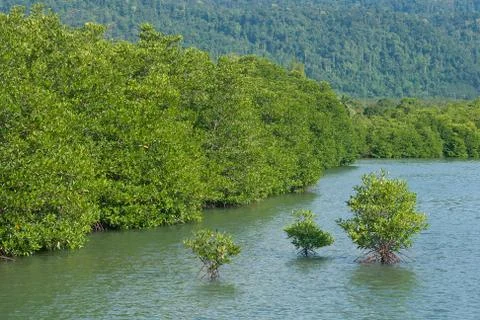 Mangrove forest Stock Photos