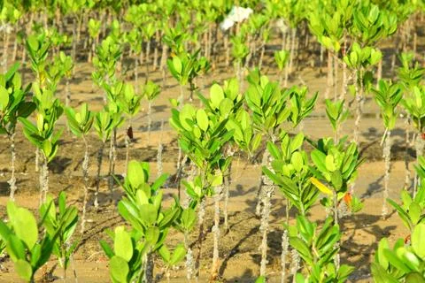 Mangrove Forest Stock Photos