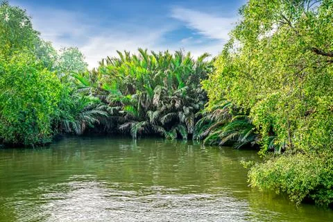 Mangrove forest Stock Photos