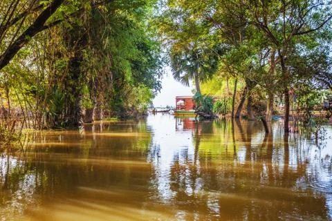 Mangrove forest Stock Photos