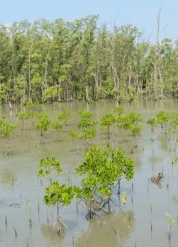 Mangrove forest Stock Photos