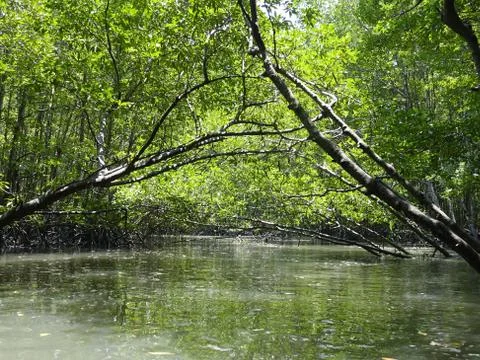 Mangrove forest Stock Photos