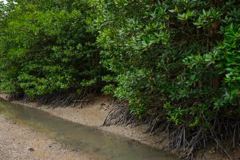 Mangrove forest Foto stock