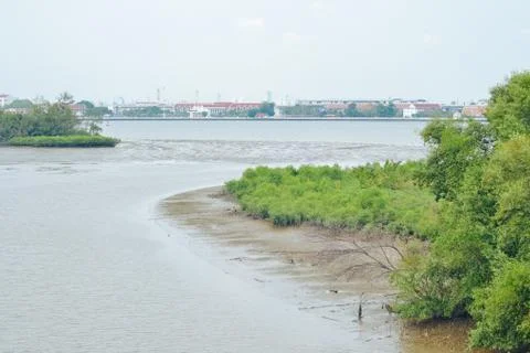 Mangrove forest Stock Photos
