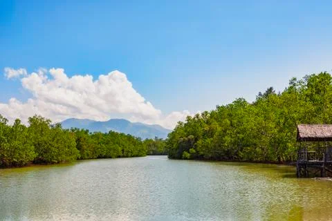 Mangrove Forest Stock Photos