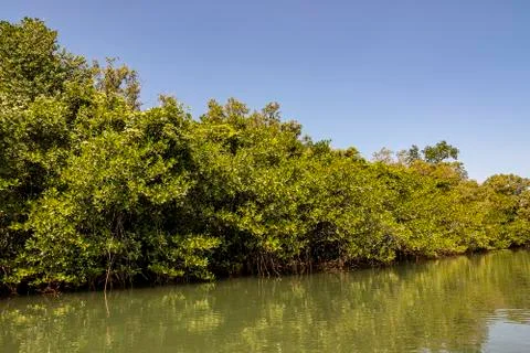 Mangrove Forest Stock-Fotos