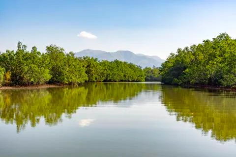 Mangrove Forest Stock Photos