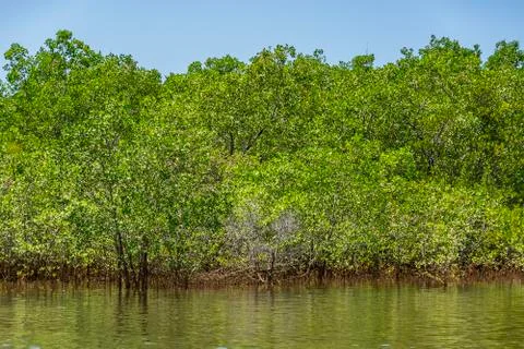 Mangrove Forest Stock Photos