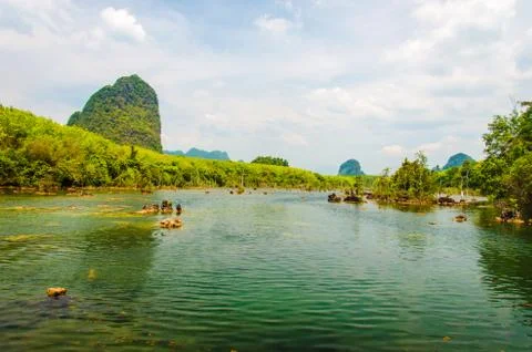 Mangrove forest Stock Photos