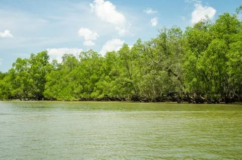 Mangrove forest Stock Photos