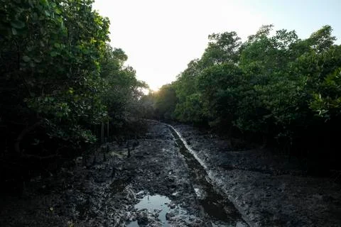 Mangrove forest Foto stock